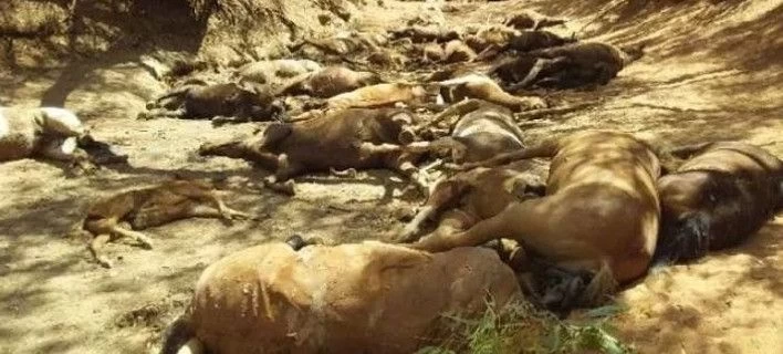 Εικόνες Αποκάλυψης στην Αυστραλία: Ο καύσωνας αφανίζει άλογα και άλλα άγρια ζώα
